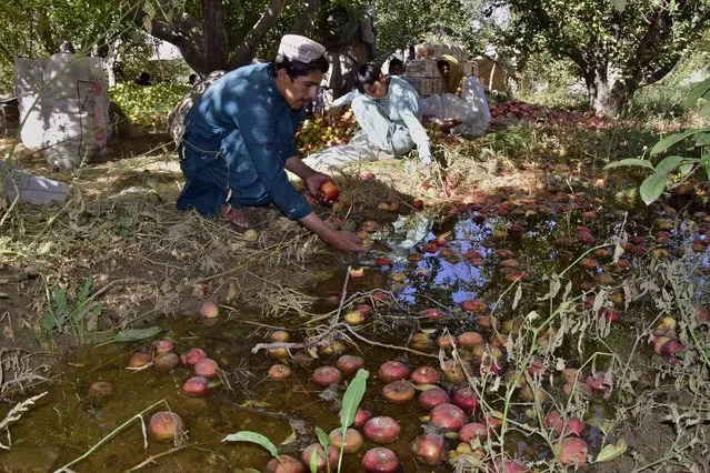 Farmers collect apples from remaining floodwaters due to heavy monsoon rains, at an orchard in Hanna Urak near Quetta, Pakistan, Saturday, September 17, 2022. Nearly three months after causing widespread destruction in Pakistan's crop-growing areas, flood waters are receding in the country, enabling some survivors to return home. The unprecedented deluges have wiped out the only income source for millions, with officials and experts saying the floods damaged 70% of the country's crops. (Photo by Arshad Butt/AP Photo)