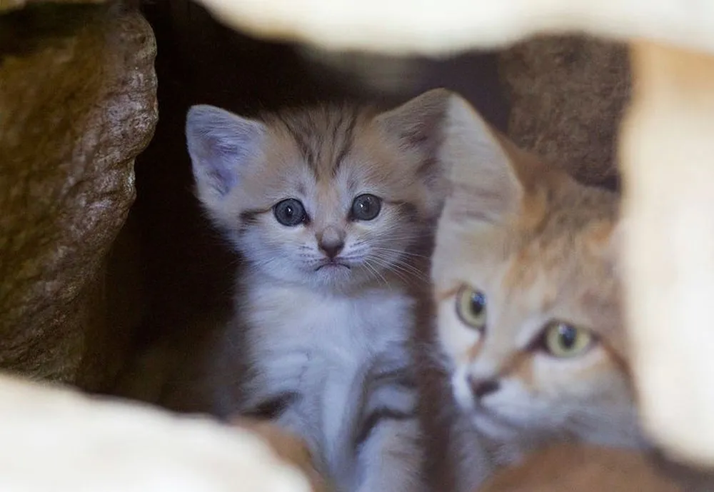 Rare Sand Kittens in Park “Safari”