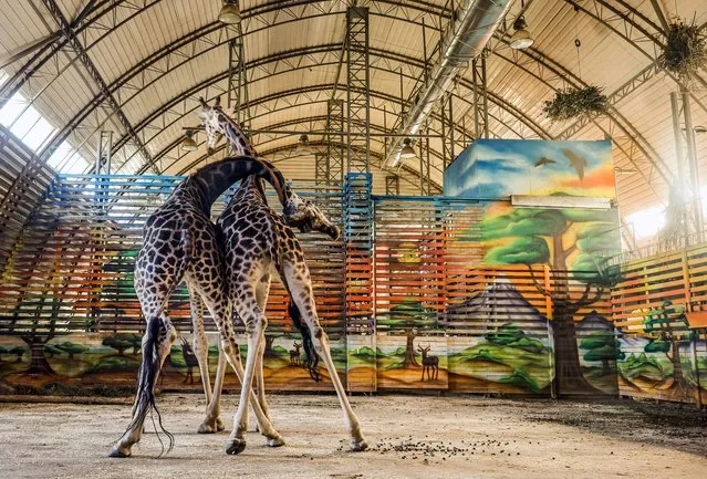 Two giraffes at the zoo in Mykolaiv, Ukraine, 24 October 2022. Nine rockets hit the area of the zoo at the beginning of the war. Now the zoo opens only at weekends. Russian troops on 24 February entered Ukrainian territory, starting a conflict that has provoked destruction and a humanitarian crisis. (Photo by Hannibal Hanschke/EPA/EFE/Rex Features/Shutterstock)