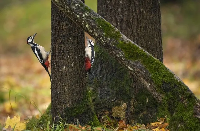 Woodpeckers hold on to a tree trunk on an autumn day in Tallinn, Estonia, Tuesday, October 18, 2022. (Photo by Sergei Grits/AP Photo)
