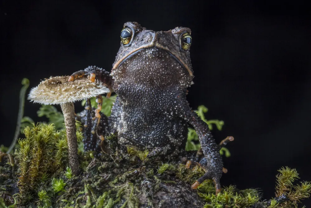 Rare Species of Amphibians Re-discovered