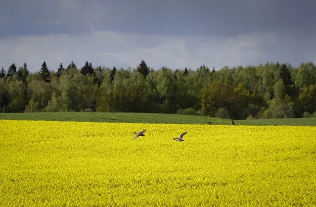 A pair of ducks fly over a blossoming rape field on the outskirts of Minsk, Belarus, Wednesday, May 20, 2020. (Photo by Sergei Grits/AP Photo)