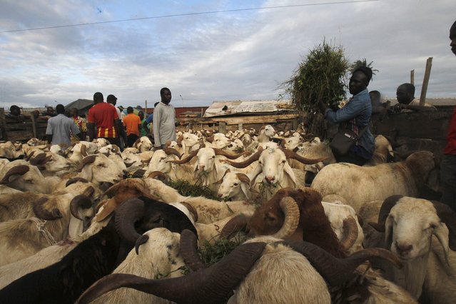 A man feeds his sheep at a sheep market two days ahead of Eid al-Adha, in Port Bouet, Abidjan, Ivory Coast September 22, 2015. (Photo by Luc Gnago/Reuters)