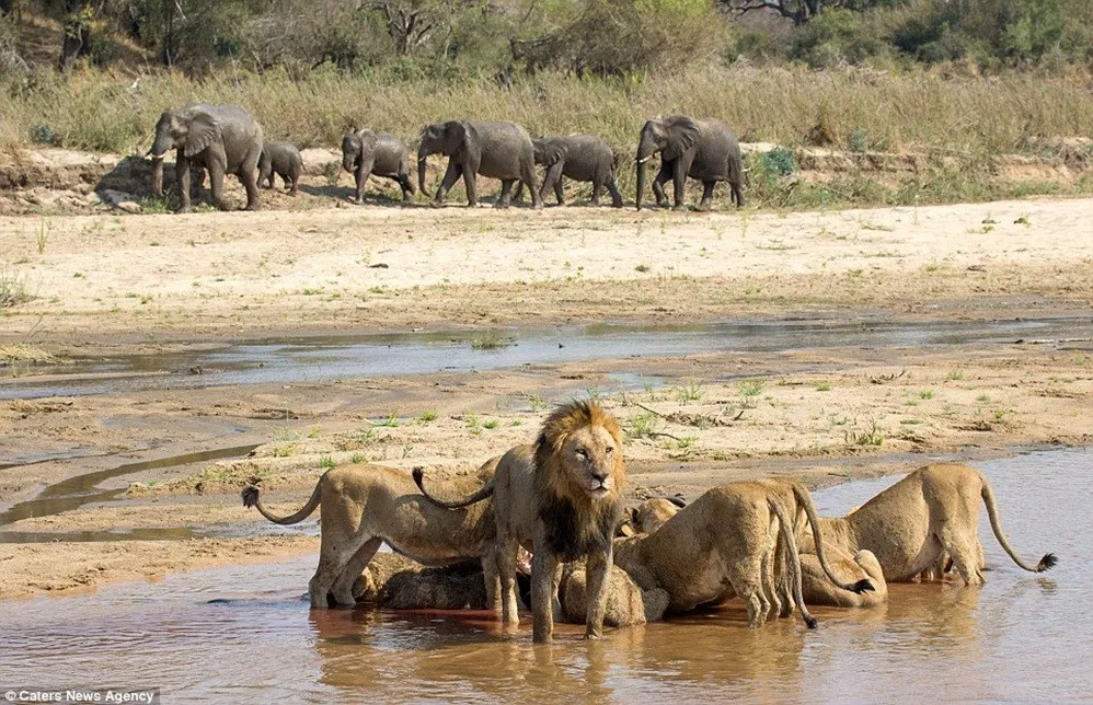 Lioness vs Antelope 