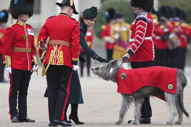 Britain's Kate, the Princess of Wales, pats the Irish Guards' Mascot dog Turlough Mor, as she joins veterans, families, serving soldiers, reservists, and young cadets from Northern Ireland, at a special St Patrick's Day parade and celebration at Wellington Barracks in London, Monday, March 17, 2025. (Photo by Kirsty Wigglesworth/AP Photo)