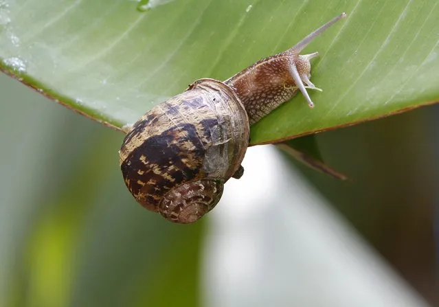 A snail sits on a leaf before it is collected for consumption in Darb Seim town, south Lebanon October 18, 2014. After the first rain of autumn, Christian snail farmers of Darb Seim town collect snails and place them inside wooden boxes before selling them at around $3.30 for 100 snails. (Photo by Ali Hashisho/Reuters)