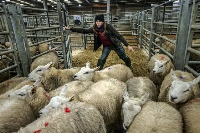 Sheep are herded in readiness for sale at Thirsk Auction Mart in North Yorkshire early December 2022. (Photo by James Glossop/The Times)