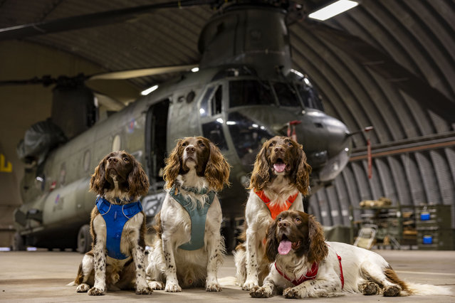 On Tuesday 18th Febuary 2025, Kerry Irving brought his springer spaniel therapy dogs Paddy, Tally, Harry and Duggy to Leuchars Station and visited a Chinook helicopter deployed on Ex KUKRI DAWN. Kerry Irving has raised over a million pounds for charity through his social media page called Max Out in the Lake District. During Febuary 2025, personnel and aircraft from RAF Benson are visiting Leuchars Station in Fife, Scotland for Exercise KUKRI DAWN to consolidate training for personnel from 28 Squadron. (Photo by Air Specialist (Class 1) Nathan Evans/RAF)