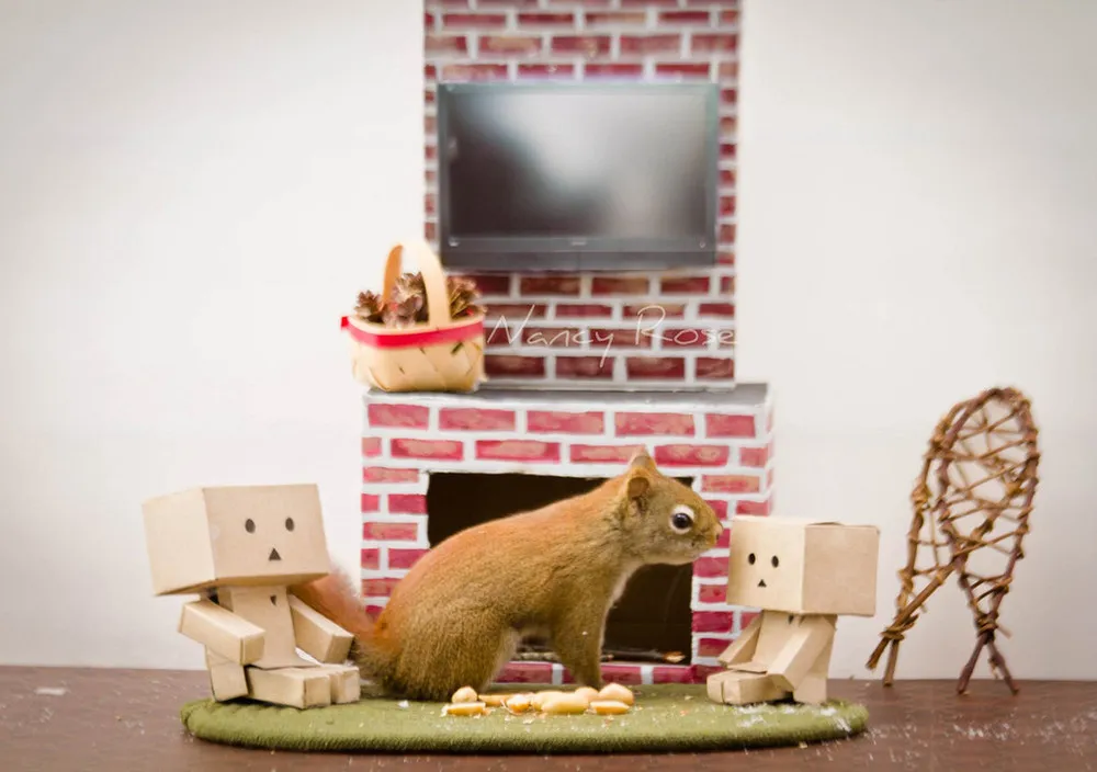 Squirrel Humour by Nancy Rose 