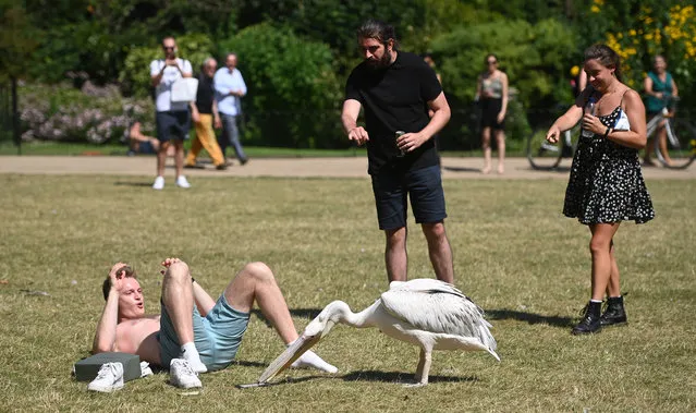 A pelican surprises a sun seeker as he tries to steal his tablet during the hot weather spell in St James' park in London, Britain, 31 July 2020. The Met Office has predicted 31 July to be the hottest day of the year so far with temperatures possibly 35 degrees C in Greater London according to media reports. (Photo by Facundo Arrizabalaga/EPA/EFE)
