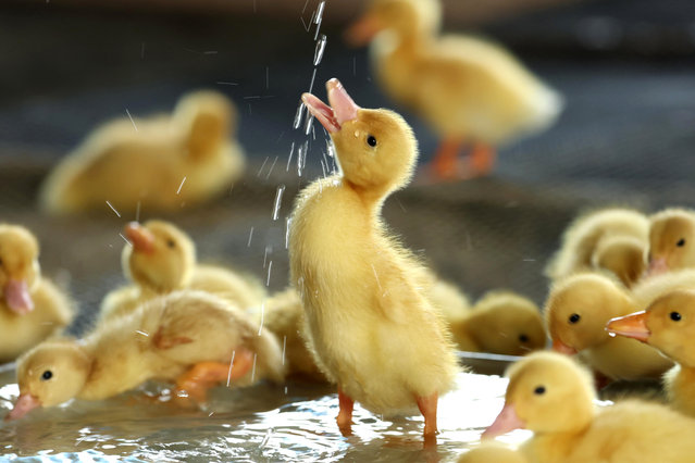 A duckling drinks water prior to their shipping on May 12, 2025 in Matsubara, Osaka, Japan. (Photo by The Asahi Shimbun via Getty Images)