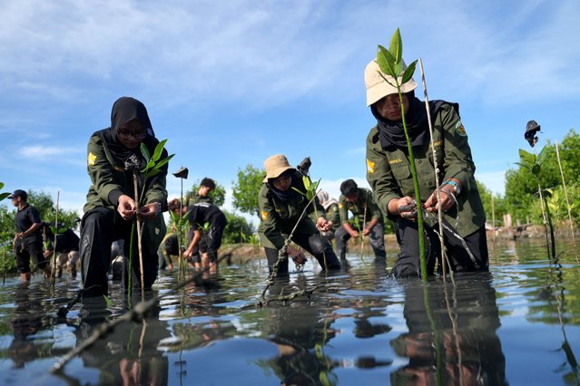University students take part in mangrove planting to mark Earth Day in Banda Aceh, Indonesia on April 22, 2025. (Photo by Riska Munawarah/Reuters)