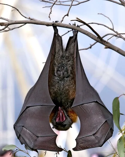 An endangered Fruit Bat is seen at the Royal Melbourne Show in Melbourne, Australia. The Show has been taking place in Melbourne since 1848 and is Victoria's largest and longest running annual public entertainment event, expected to attract around half a million visitors.  (Photo by Enzo Tomasiello)