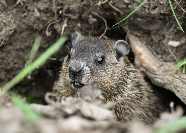A young groundhog is spotted in Longueuil, Quebec, Canada, on June 6, 2025. (Photo by NurPhoto/Rex Features/Shutterstock)