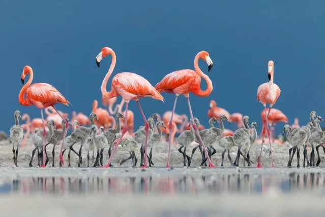 Caribbean creche by Claudio Contreras Koob, Mexico. Claudio was lying down on the mud a safe distance from a breeding colony of Caribbean, or American, flamingos, in Ría Lagartos biosphere reserve, on the Yucatán Peninsula, Mexico. It was June and the flamingo chicks had left their nests and were in creches guarded by adult birds. When the chicks began to approach Claudio, the adults surrounded them and guided them back into the colony. (Photo by Claudio Contreras Koob/Wildlife Photographer of the Year)