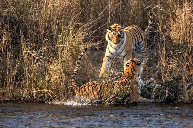 A pair of playful young tigers were caught making a splash as they frolicked at Jim Corbett National Park in Uttarakhand, India in February 2022. One tiger was sitting peacefully on the riverbank when her sister snuck up behind her before pushing her into the water. (Photo by Neeraj Bantia/Mercury Press)