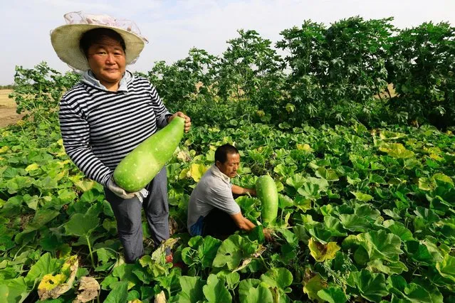 Chinese farmers carry zucchini inside their farm during a visit by China's Minister of Agriculture Han Changfu for the Sudan-China Agriculture Cooperation Development Forum in Khartoum, Sudan September 24, 2016. (Photo by Mohamed Nureldin Abdallah/Reuters)