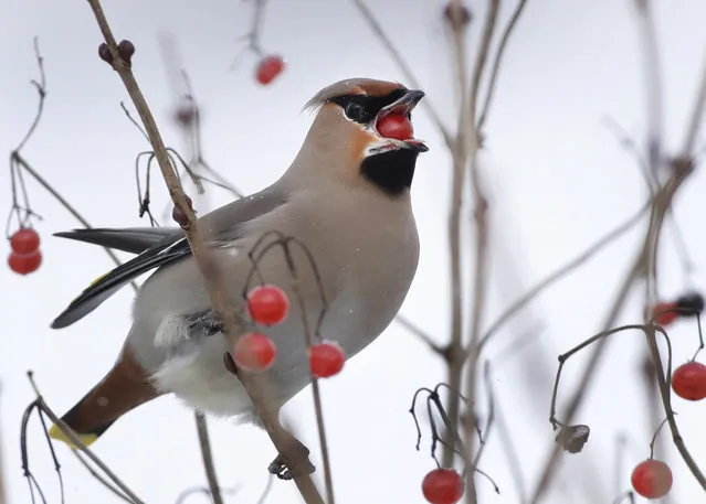 A waxwing eats berries of the viburnum in the village of Karpavichi, some 60 km (37 miles) north-west of Minsk, Belarus, Tuesday, February 6, 2018. (Photo by Sergei Grits/AP Photo)