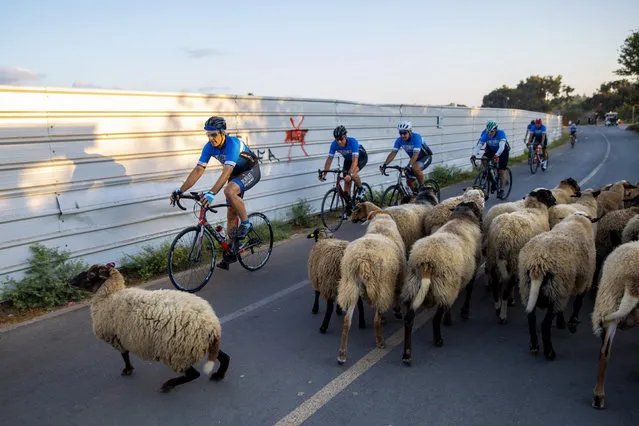 A group of cyclists ride next to a small flock of sheep during a nationwide lockdown to curb the spread of the coronavirus, at Hayarkon park in Tel Aviv, Israel, Wednesday, October 14, 2020. (Photo by Oded Balilty/AP Photo)