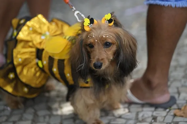 A dog dons a bumble bee costume at the “Blocao” dog carnival parade in Rio de Janeiro, Brazil, Saturday, February 18, 2023. (Photo by Silvia Izquierdo/AP Photo)