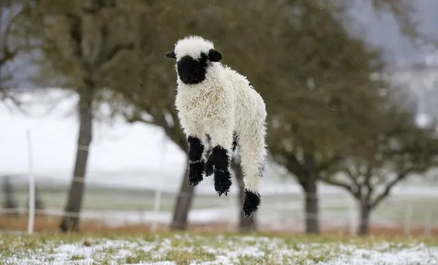 A Valais black-nosed sheep jumps into the air on a snow-covered meadow in Langenenslingen, Germany, Saturday, January 28, 2023. (Photo by Thomas Warnack/dpa via AP Photo)