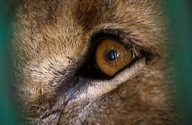 21-year-old lion called “Hogan” is seen after receiving an eye drops injection from ophthalmologist Ashraf Soliman following an ultrasound operation treating Hogan's cataract, at Giza Zoo in Cairo, Egypt on October 20, 2020. (Photo by Amr Abdallah Dalsh/Reuters)