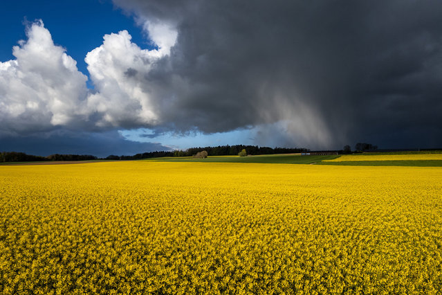 This aerial photograph taken on April 18, 2024 near Daillens shows a rapeseed field under heavy sky and rain as Switzerland braces for a cold spell and snow after record-breaking warm temperatures on first half of April. (Photo by Fabrice Coffrini/AFP Photo)