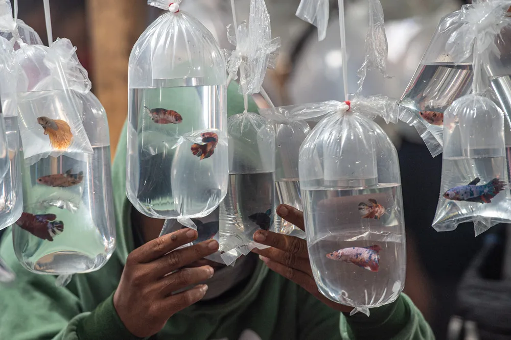 A Look at Life in Indonesia, Part 2/2