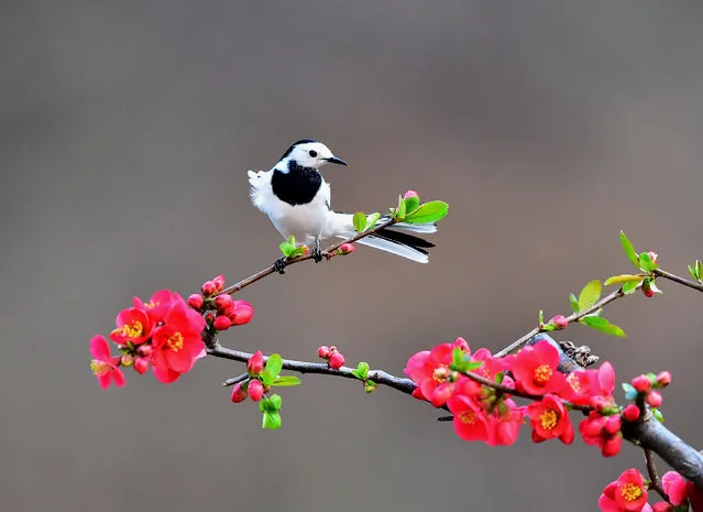 A white wagtail on blossom in central China’s Henan province on April 6, 2018. (Photo by Mei Yongcun/Xinhua/Barcroft Images)
