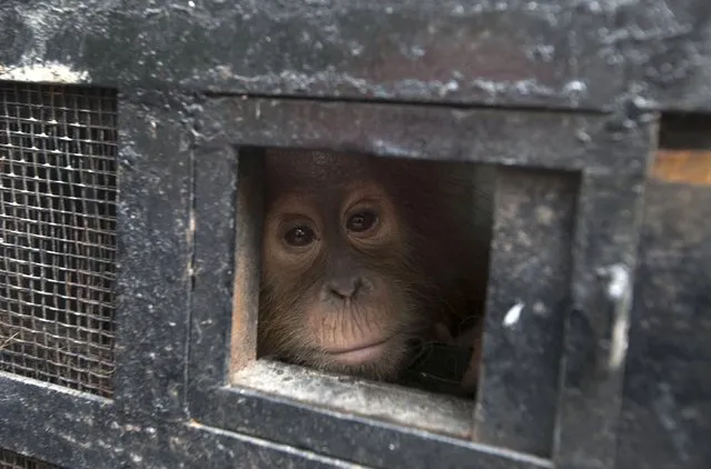 A young Sumatran orangutan looks out from its travel cage as it arrives at the Sumatran Orangutan Conservation Programme quarantine at Batu Mbelin, near Medan in North Sumatra, Indonesia November 16, 2015. Three baby Sumatran orangutan were recovered recently by police after they arrested wildlife traffickers who smuggled them out of Aceh province. (Photo by Y.T. Haryono/Reuters)