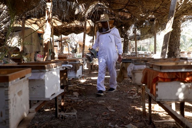 Mahmoud Shaker, a beekeeper and professor at the Faculty of Agriculture at the University of Basra, works at his apiary, as worsening water shortages and rising salinity in the Shatt al-Arab threaten bees and cut honey production, in Basra, Iraq, on September 13, 2025. (Photo by Mohammed Aty/Reuters)