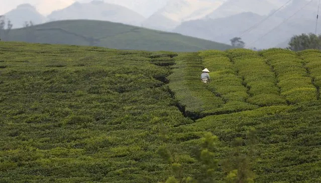 A farmer works on a tea farm which produces black tea for export in Moc Chau, northwest of Hanoi, Vietnam October 14, 2015. (Photo by Reuters/Kham)