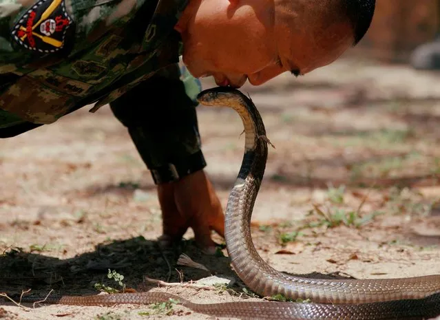 An instructor kisses a cobra before he kills it during the Cobra Gold multilateral military exercise in Chonburi, Thailand on March 4, 2020. (Photo by Soe Zeya Tun/Reuters)