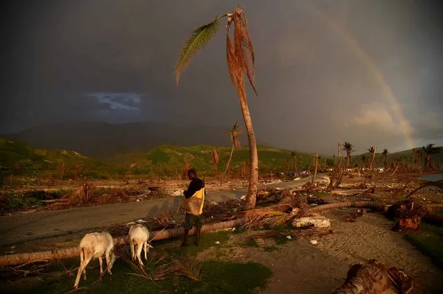 A man pulls sheep near damaged houses on the beach in the village of Damassin, in the commune of Coteaux, in the southwestern Haiti, on November 3, 2016, one month after the passage of Hurricane Matthew At least 546 people were killed when Hurricane Matthew roared ashore one month ago, on October 4, packing winds of 145 miles (230 kilometers) per hour. (Photo by Hector Retamal/AFP Photo)