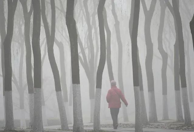 A visitor walks among trees as she visits the West Lake amid thick fog and heavy smog in Hangzhou, Zhejiang province, China, December 8, 2015. (Photo by Reuters/China Daily)