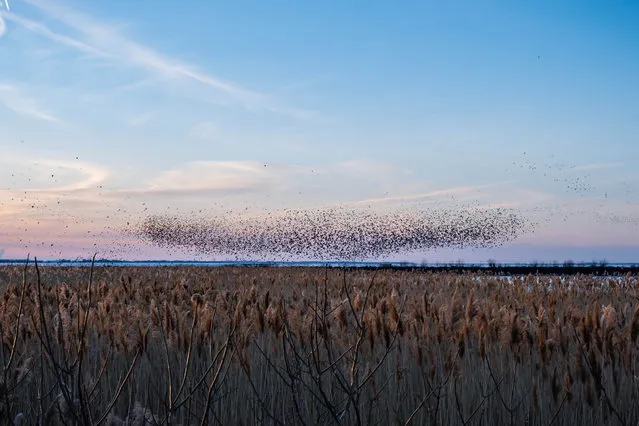 Murmurations of Black Birds, Starlings, and Grackels gather at the Phragmites Roost along the Huron River Pier, Monday, March 9, 2021 in Huron, Ohio. (Photo by Andrew Dolph/ZUMA Wire/Rex Features/Shutterstock)
