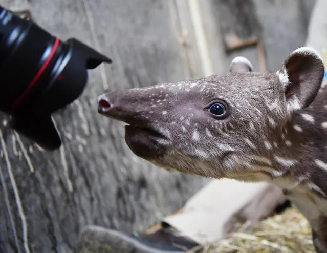 A two-weeks-old South American tapir inspects the lens of a photographer in its enclosure at the zoo in Magdeburg, eastern Germany, on November 24, 2016. The still nameless female tapir baby is bottle-fed by her keepers, as her mother “Tala” had attacked her child. (Photo by Jens Kalaene/AFP Photo/DPA)