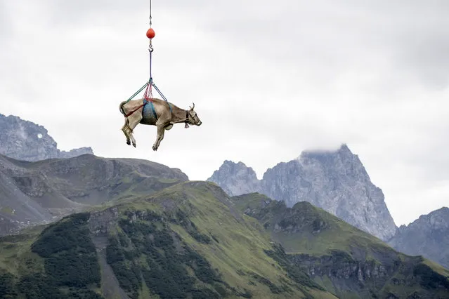 A slightly injured cow is flown by helicopter from the Klausen Pass due to its unfitness for the cattle drive (“Almabtrieb”), on the occasion of the “Bodenfahrt”, during which about 1,000 cows move to lower Alps, in Klausen Pass, Switzerland, 24 August 2018. During the “Bodenfahrt”, the farmers move their cattle from the higher pastures from the Klausen Pass back to the lower Alps near Urnerboden. (Photo by Urs Flueeler/EPA/EFE)