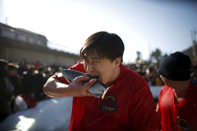 A participant bites a trout after catching it with his hands during an event promoting the Ice Festival on a frozen river in Hwacheon, south of the demilitarized zone (DMZ) separating the two Koreas, January 9, 2016. (Photo by Kim Hong-Ji/Reuters)