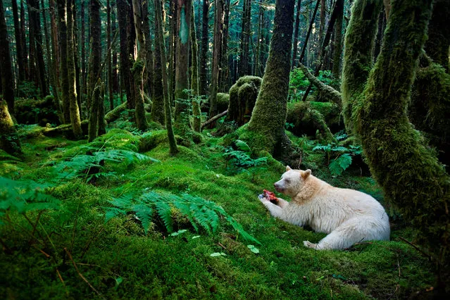 Forest kermode bear, Gribbell Island, Canada, 2010. (Photo by Paul Nicklen/National Geographic)