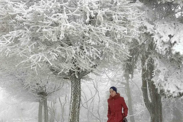 A woman walks under snow and ice laden trees at Central Park in Stavropol, southern Russia, February 13, 2015. (Photo by Eduard Korniyenko/Reuters)