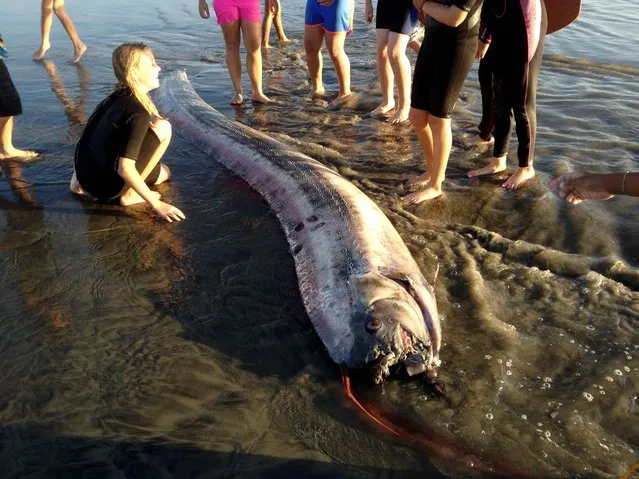 This Friday October 18, 2013 image provided by Mark Bussey shows an oarfish that washed up on the beach near Oceanside, Calif. This rare, snakelike oarfish measured nearly 14 feet long. According to the Catalina Island Marine Institute, oarfish can grow to more than 50 feet, making them the longest bony fish in the world. (Photo by Mark Bussey/AP Photo)