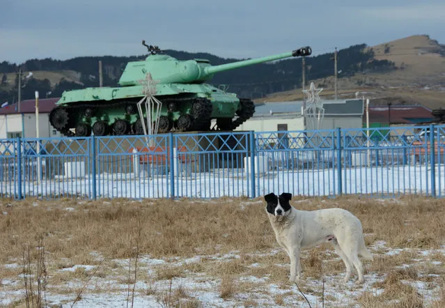 A dog stands in front of a Soviet tank IS-2, a World War II monument, in the village of Malokurilskoye on the island of Shikotan, Southern Kuriles, Russia, December 18, 2016. (Photo by Yuri Maltsev/Reuters)
