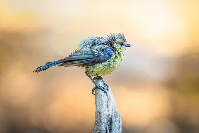 A Eurasian blue tit (Cyanistes caeruleus) is seen near a body of water that wild animals share due to a lack of water sources in the area in Bursa, Turkiye on September 19, 2023. (Photo by Alper Tuydes/Anadolu Agency via Getty Images)