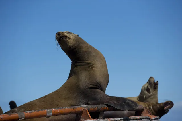 In this March 3, 2015 photo, a group of California sea lions rest in a large bouy in the San Ignacio lagoon, on the Pacific Ocean near the town of Guerrero Negro, in Mexico's Baja California peninsula. (Photo by Dario Lopez-Mills/AP Photo)