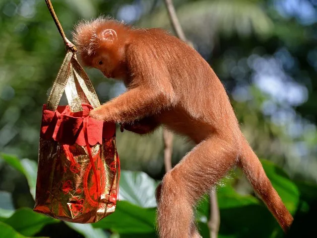 An adult Javan langur looks for food in a pouch of treats ahead of the Lunar New Year of the monkey during feeding time at the Wildlife Reserves Singapore zoological garden on January 27, 2016. The Javan Langur occurs as two subspecies, differentiated by orange and glossy black. (Photo by Roslan Rahman/AFP Photo)