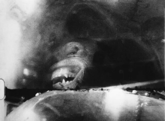 This is how Ham the chimp appeared in his capsule during his space flight from Cape Canaveral, Florida on February 2, 1961. Film exposed by automatic camera set up inside the capsule and trained on the animal?s face reflected in a mirror. (Photo by AP Photo)