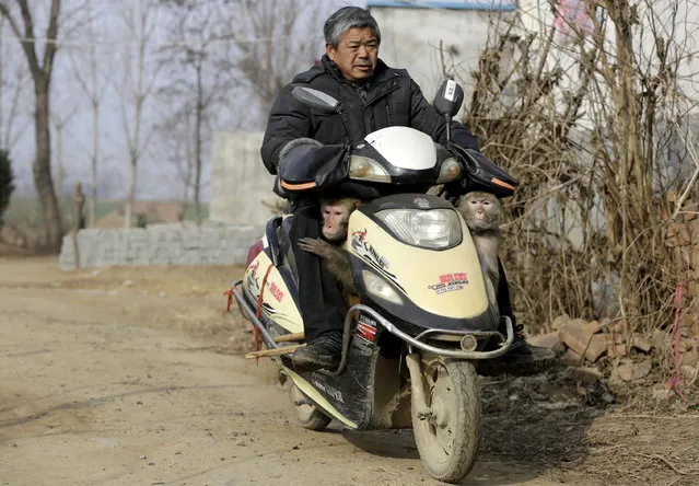 A trainer rides a motorbike carrying his monkeys for a traditional performance at Baowan village, in Xinye county of China's central Henan province, February 3, 2016. (Photo by Jason Lee/Reuters)