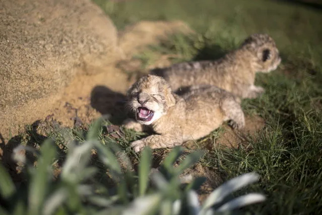 Two-day-old lion cubs Fajr and Sjel are seen at a zoo in the northern Gaza Strip town of Beit Lahia, on November 19, 2013. (Photo by Mohammed Abed/AFP Photo)