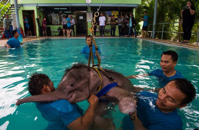 Six month- old baby elephant “Clear Sky” takes a breather during a hydrotherapy session at a local clinic in Chonburi province on January 5, 2017. (Photo by Roberto Schmidt/AFP Photo)